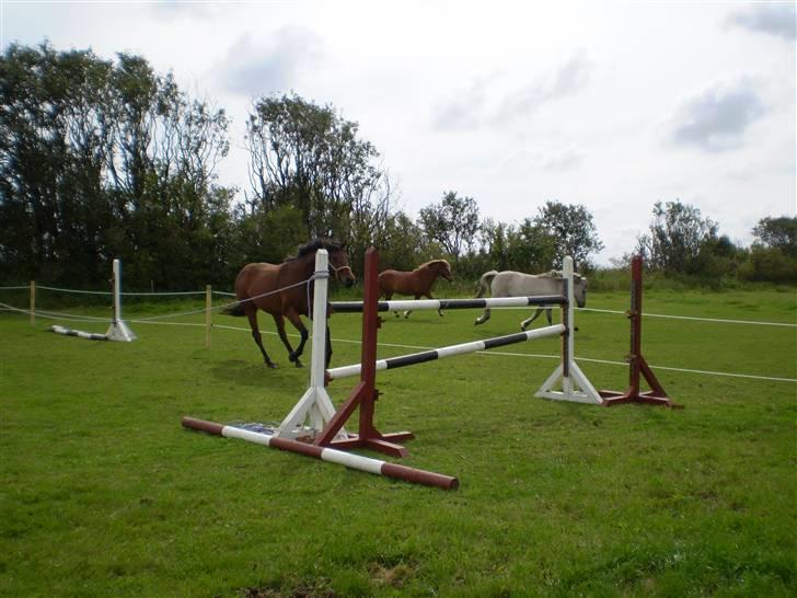 Anden særlig race Santos - han var kun 1 hul fra at springe støtten ud den dag .. men ikke der på billedet mit kamara gik ud .. :( billede 14