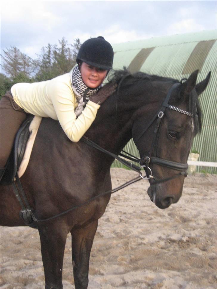 Dansk Varmblod Fortuna billede 1