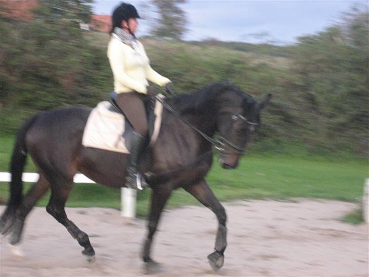 Dansk Varmblod Fortuna billede 2