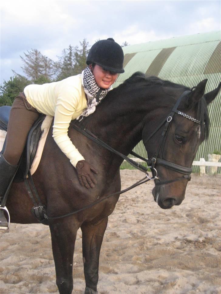 Dansk Varmblod Fortuna billede 3