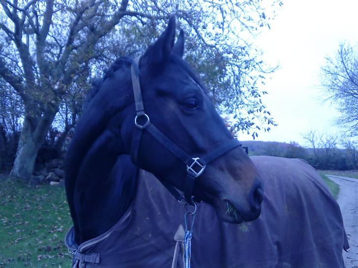 Dansk Varmblod Fortuna billede 4