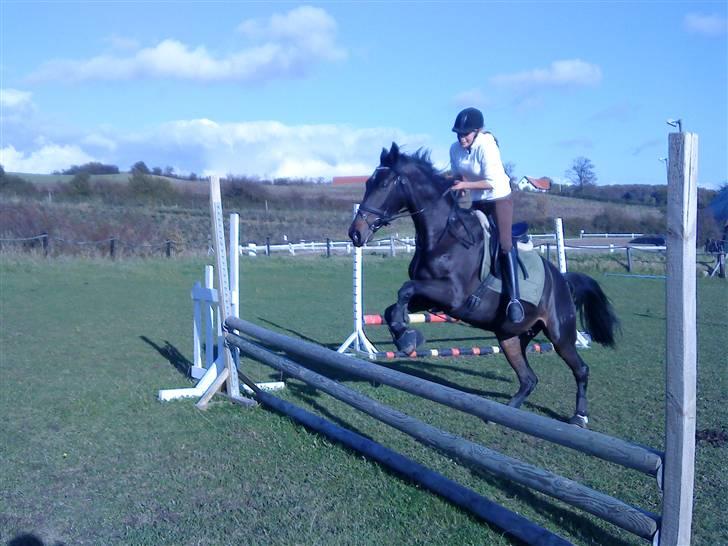 Dansk Varmblod Fortuna billede 5