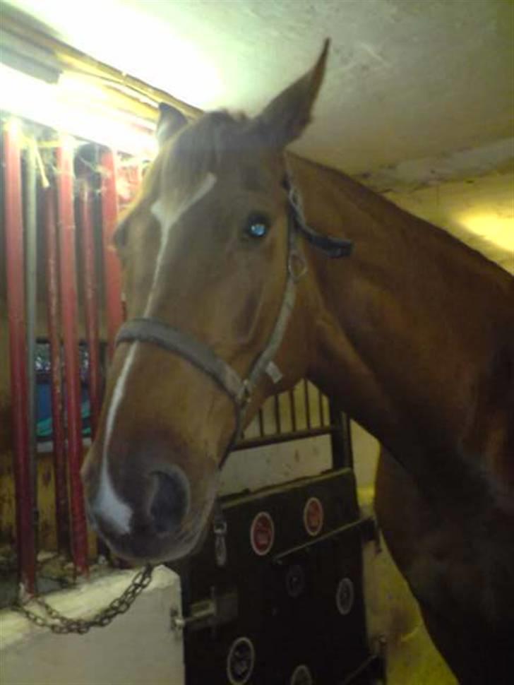 Dansk Varmblod Junker *gl. part* - 081108.... Bette i stalden... billede 5