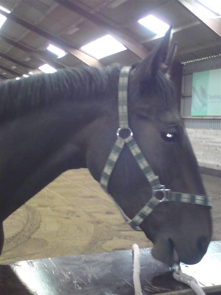 Pinto  *Solgt - Josie billede 1