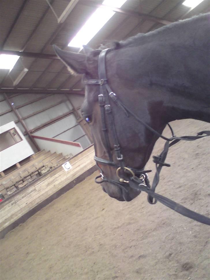 Pinto  *Solgt - Josie billede 2