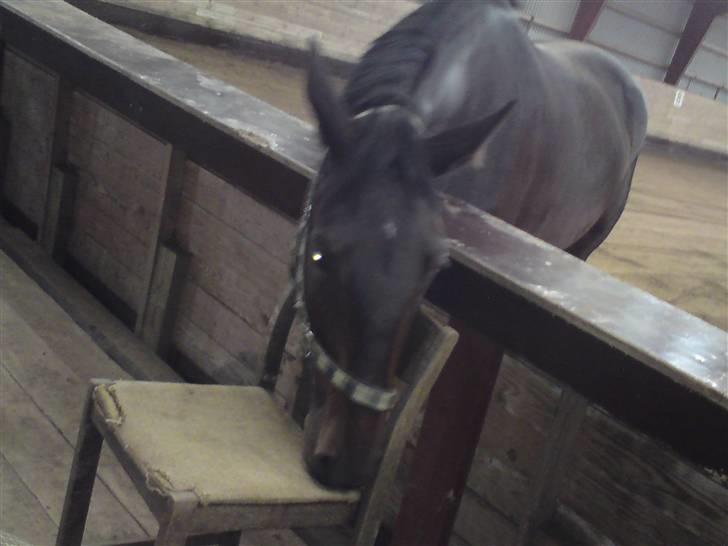 Pinto  *Solgt - Josie billede 3