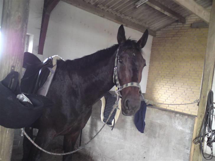 Pinto  *Solgt - Josie billede 4