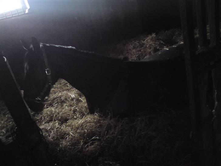 Pinto  *Solgt - Josie billede 5