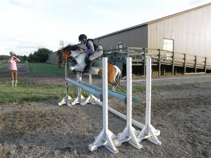 Pinto Svalegårdens Arsenal <3 - her springer vi 105 cm d; <3 foto:bella billede 1