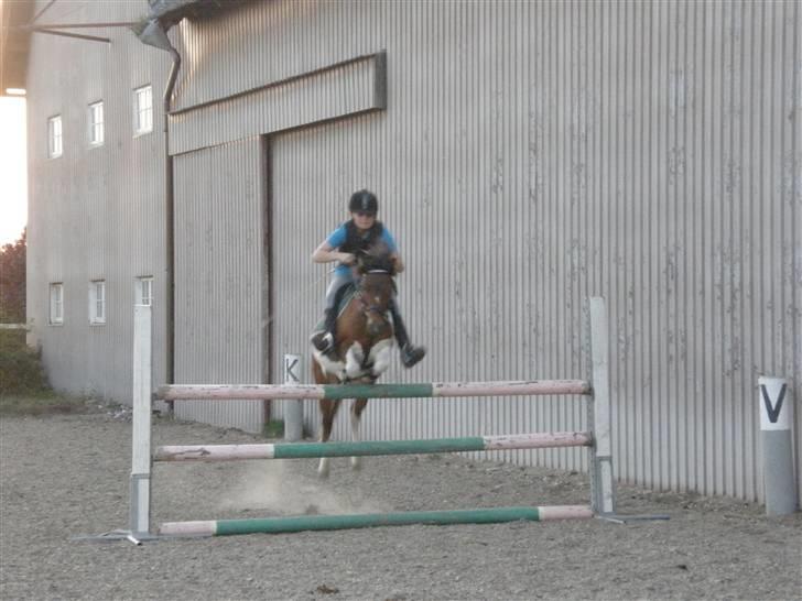 Pinto Svalegårdens Arsenal <3 - arsenal og jeg til springning d 8sept. 2009 .. her springer vi 105 cm d; <3 foto:bella billede 4