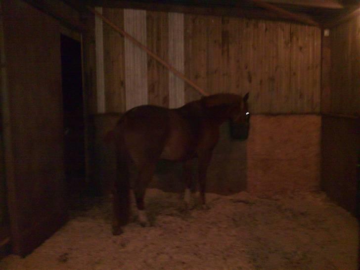 Anden særlig race Ofelia billede 6