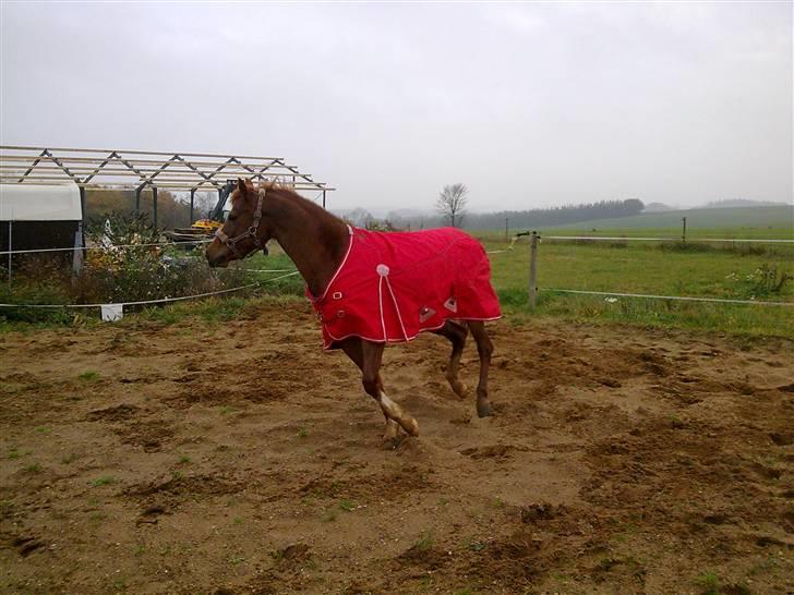 Anden særlig race Ofelia billede 7