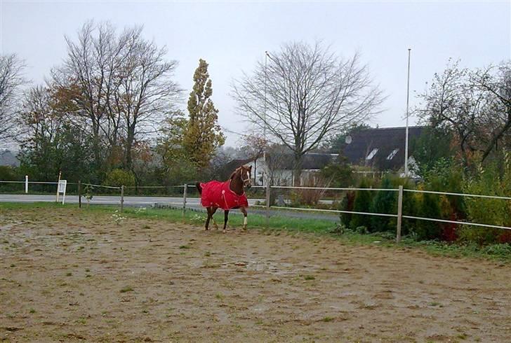 Anden særlig race Ofelia billede 8