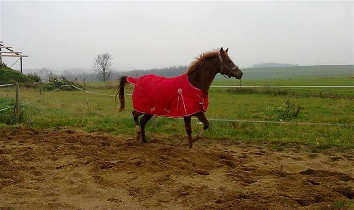 Anden særlig race Ofelia billede 9