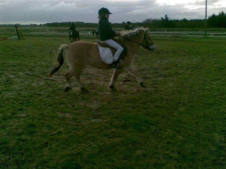 Fjordhest sofie (slogt) billede 15