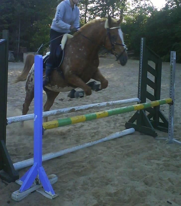 Appaloosa Pablo " solgt :(" - vi var ik lige helt enige om hvornår der sku springes så ik det pæneste spring billede.. men han klarer den da.. dygtig dreng :) <3 billede 19