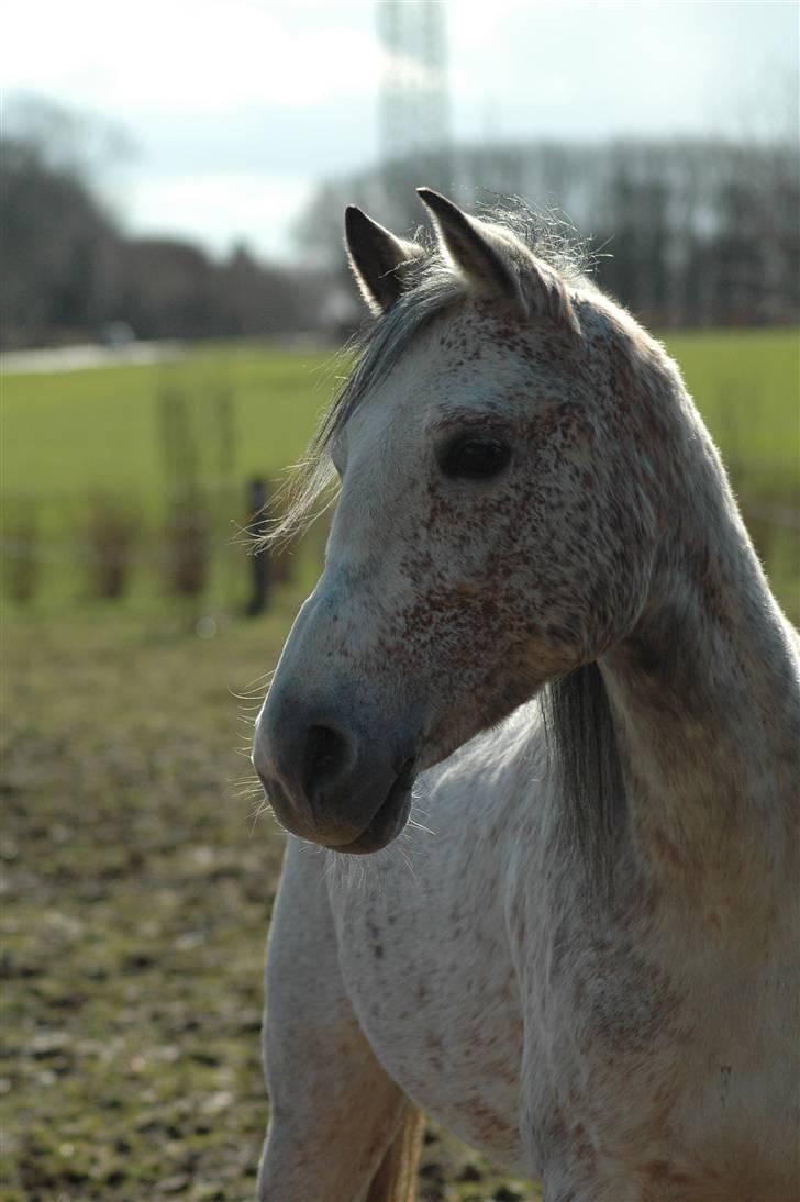 Arabisk fuldblod (OX) Bleas - Der kommer mange mange flere billeder. :) Bare vent.. billede 1