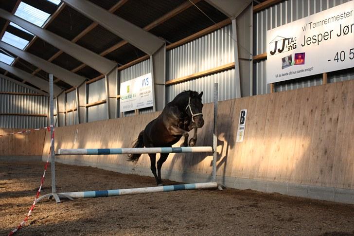 DSP Bethoven af stensnæs B-pony - bimse der springer ;D billede 8