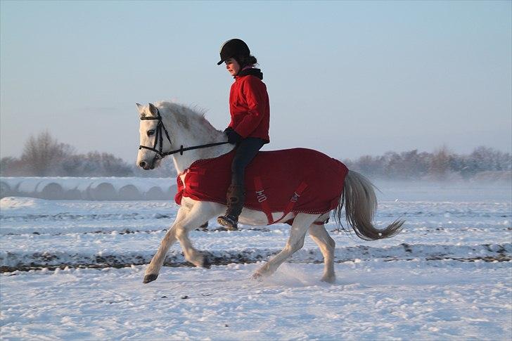Welsh Mountain (sec A) Rosengårdens Jasmin - Nynne og Jasmin ud i det hvide landskab.Velkommen til Jasmins profil!(: billede 1