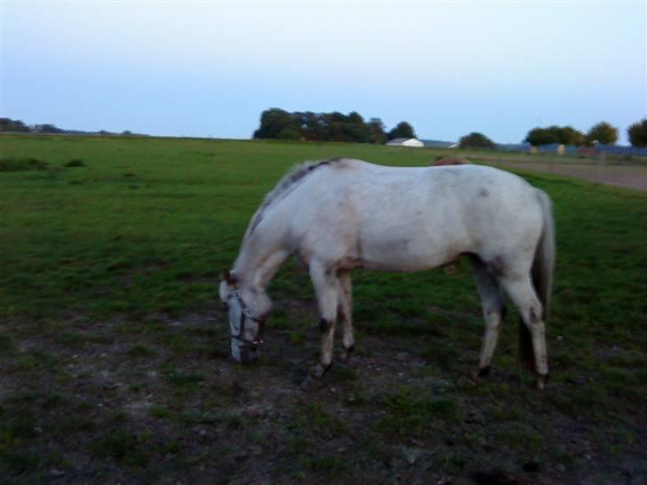 Anden særlig race Filuca - Musser på fold :) billede 9