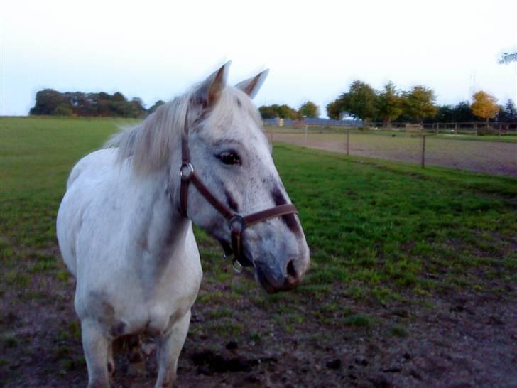 Anden særlig race Filuca - Musser på fold <3 billede 10