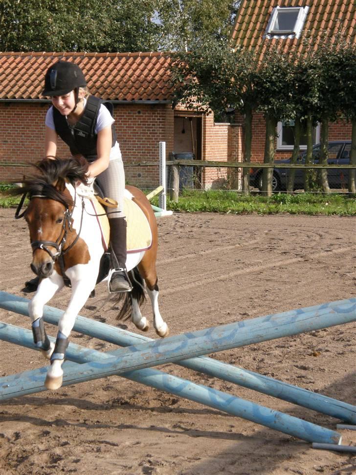 Pinto Svalegårdens Arsenal <3 - arsenal til springundervisning. vi springer krydsoxer. :) billede 8