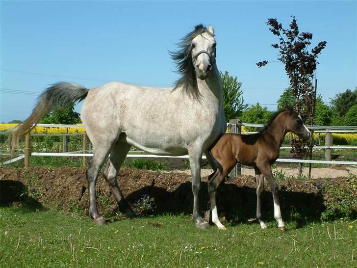 Arabisk fuldblod (OX) Bleas - Så er akeem ude med mor for første gang.. billede 2