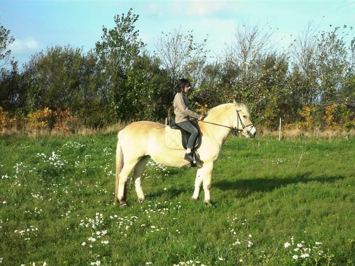 Fjordhest frida<3 - mig og frida billede 4