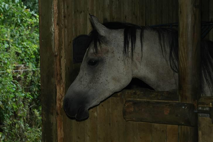 Arabisk fuldblod (OX) Saxon  *Solgt* billede 1
