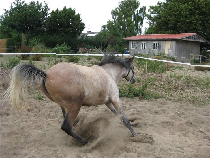 Arabisk fuldblod (OX) Saxon  *Solgt* - Han tager lige en vender.. billede 2