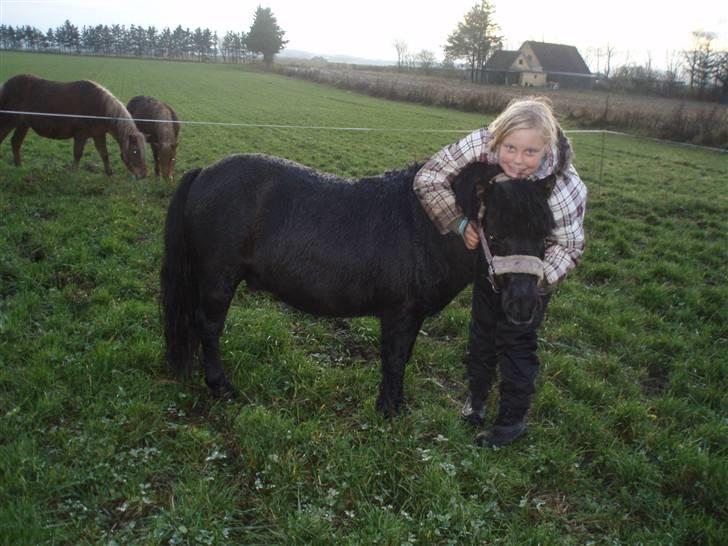 Shetlænder Elwis ( Solgt) billede 1