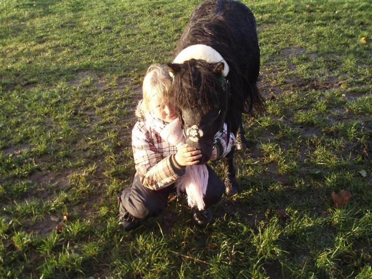 Shetlænder Elwis ( Solgt) billede 2