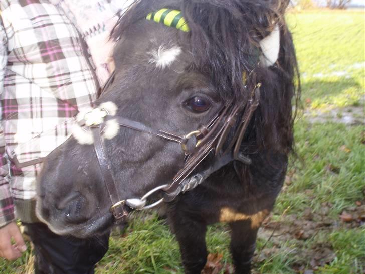 Shetlænder Elwis ( Solgt) billede 3