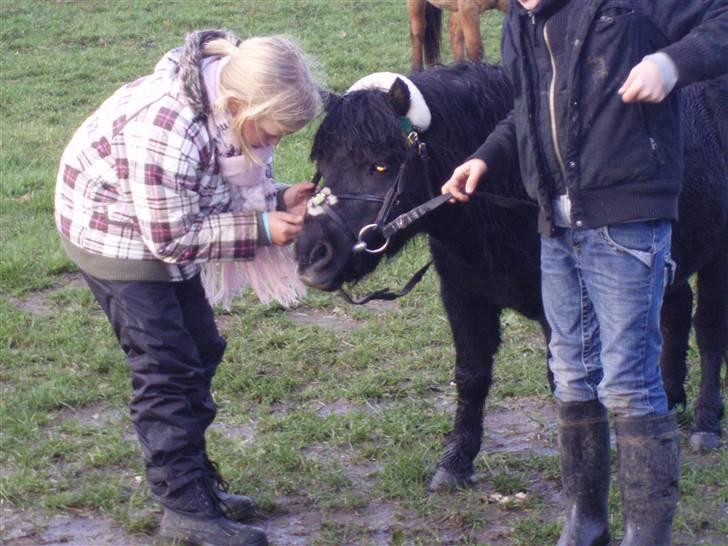 Shetlænder Elwis ( Solgt) billede 4