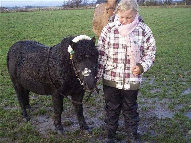 Shetlænder Elwis ( Solgt) billede 5