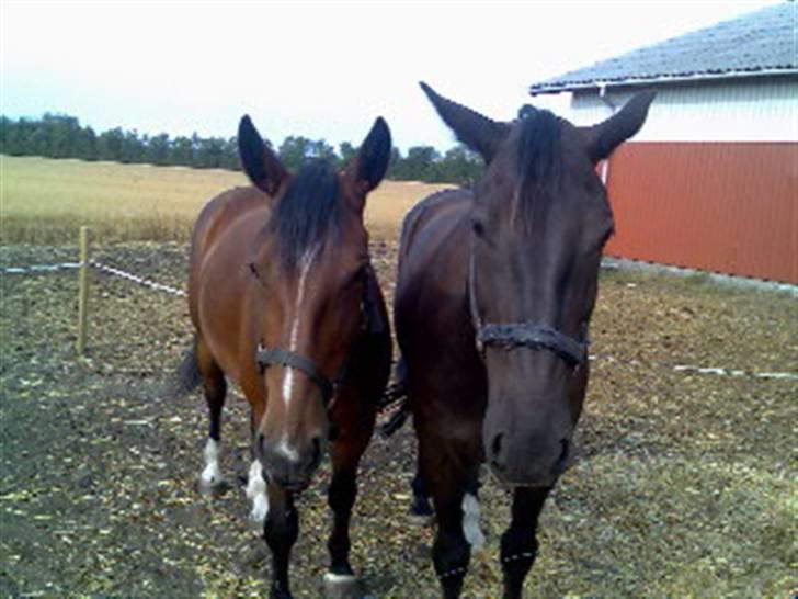 Oldenborg Devina billede 2