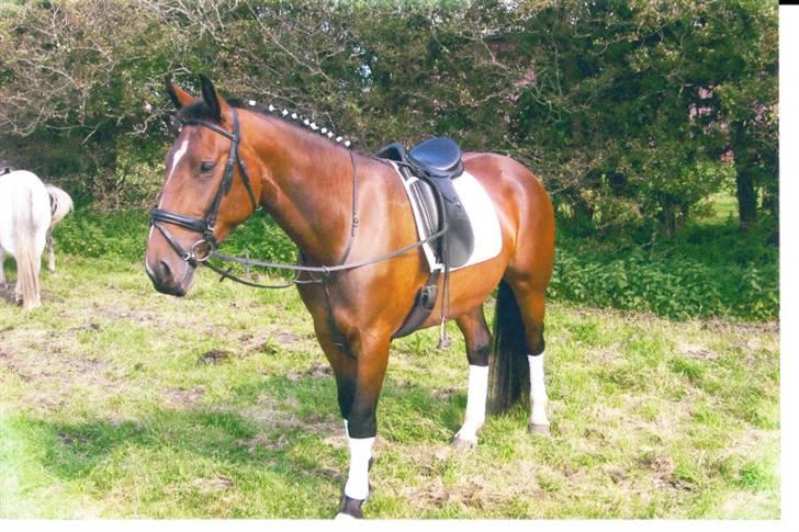 Oldenborg Devina billede 4