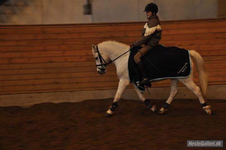 Anden særlig race Silver - Opvarmning på BIS :) billede 2