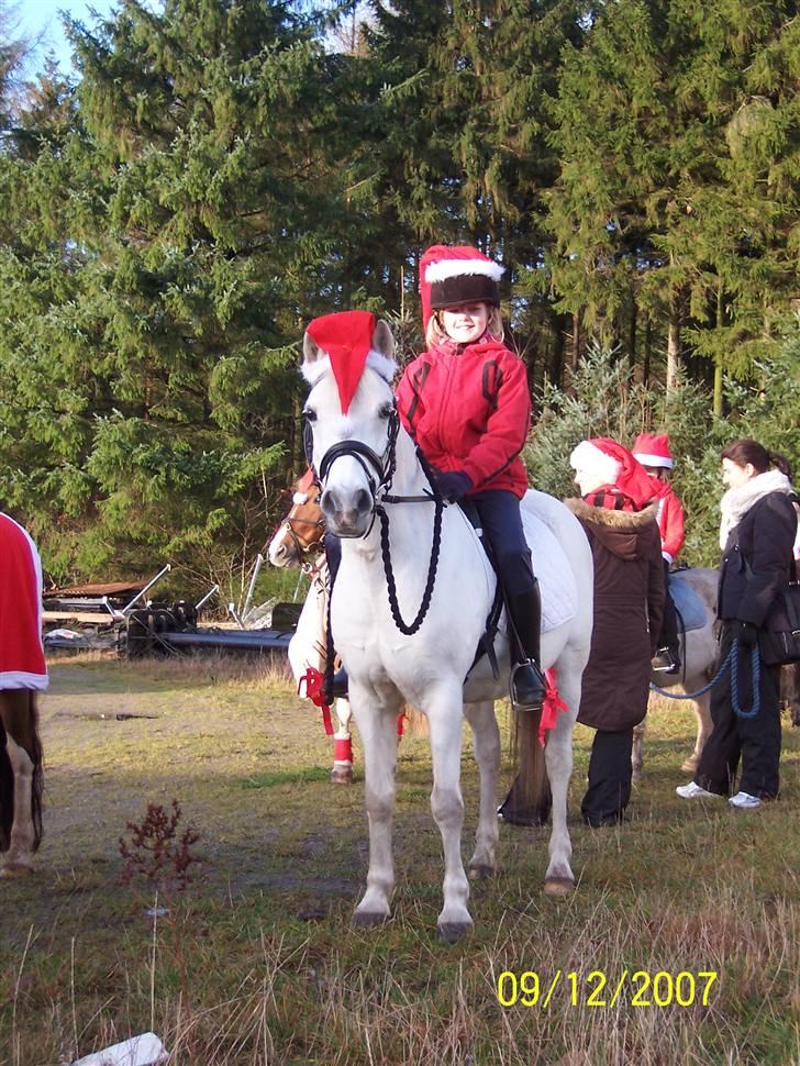 Anden særlig race Silver - Til juleoptog :) billede 5