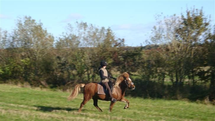 Islænder Mánadis - see en gang hun har :D<3 billede 8