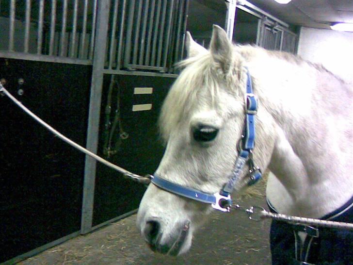 Anden særlig race Silver - Love you Silver <3  billede 9