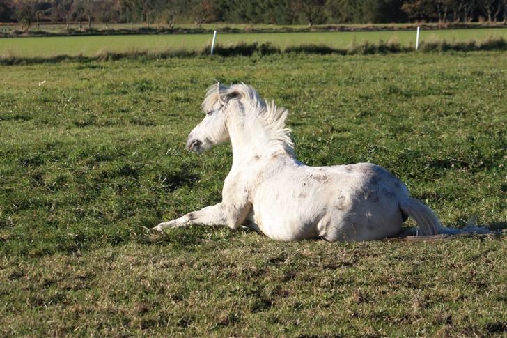 Anden særlig race Silver - Min silver <3 der lige skal Oppppp igen efter en ruller :P billede 10