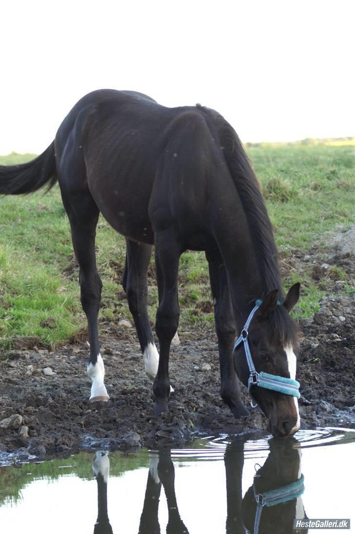 Pinto Scheel´s Samurai - Sam på sommergræs 2009. billede 4