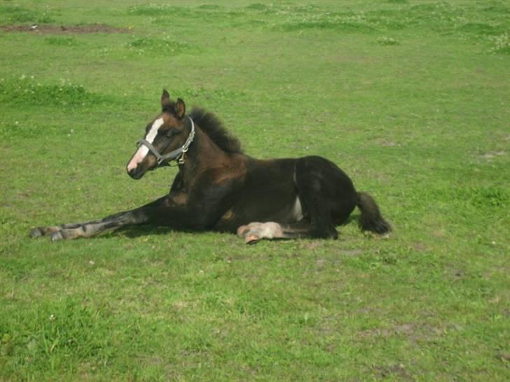 Pinto Scheel´s Samurai - Samurai 4 mdr gammel billede 5