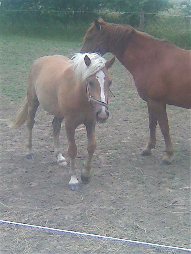 Haflinger Gelstoft Star Shadow - se mig  billede 19