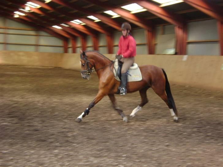 Hackney Plains Monza billede 3