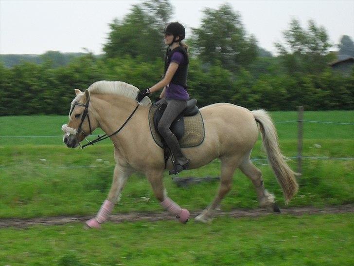 Fjordhest Bassemor *Min plejepony* - Foto: Lykke billede 17