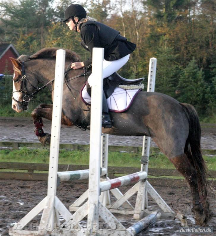 New Forest Sussie billede 19