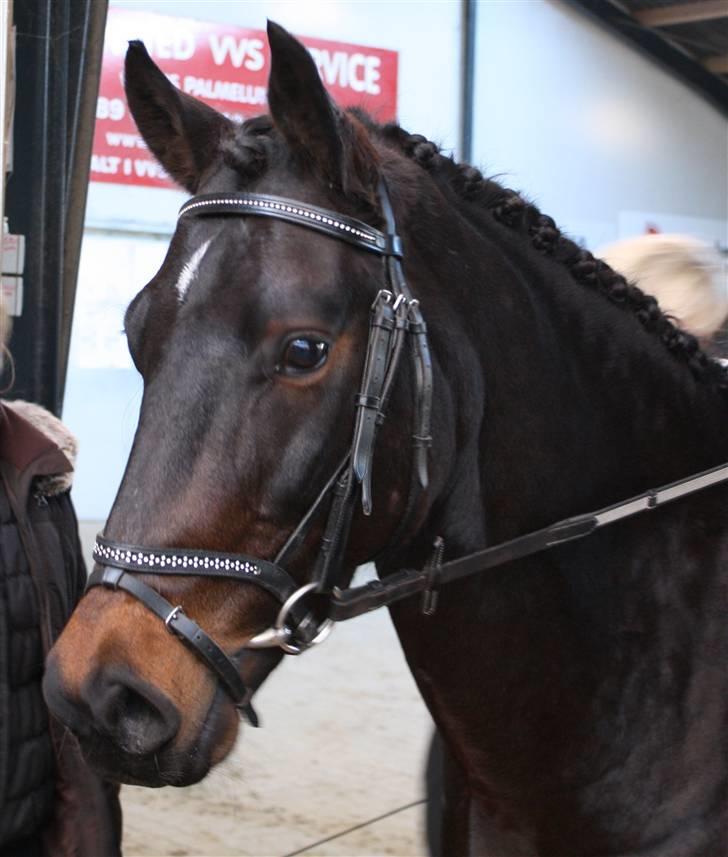 Anden særlig race Aladdin<3 (Solgt) billede 19