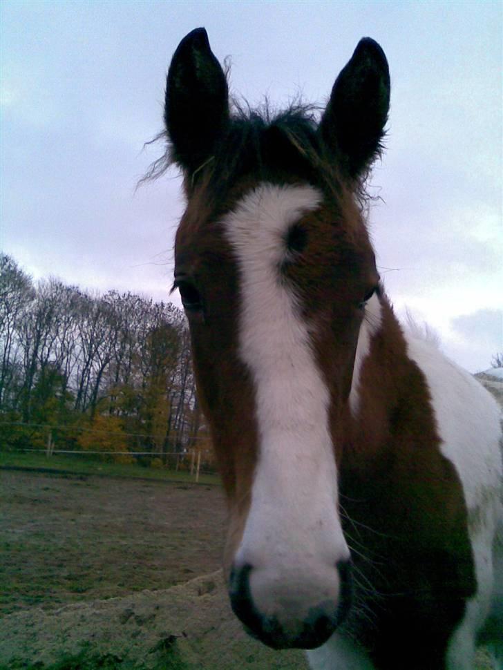 Pinto Jasmin - En kold november dag. billede 4